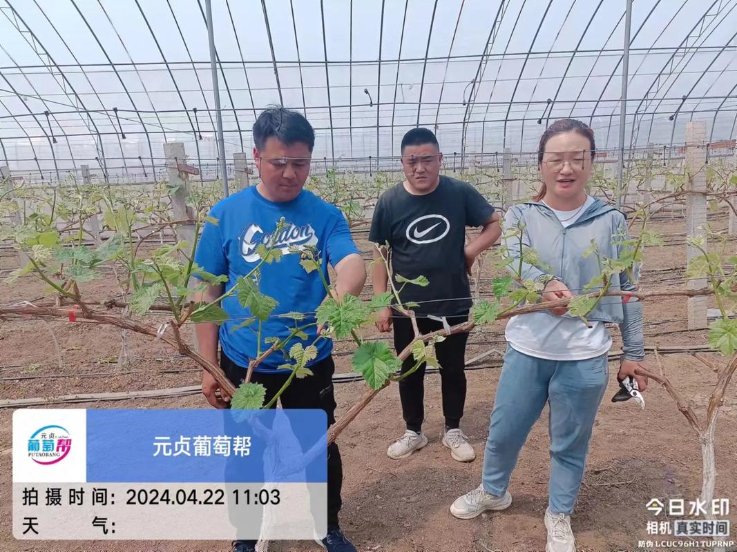 开春葡萄(元贞葡萄帮潍坊服务站)6年阳光玫瑰种植经验,2年葡